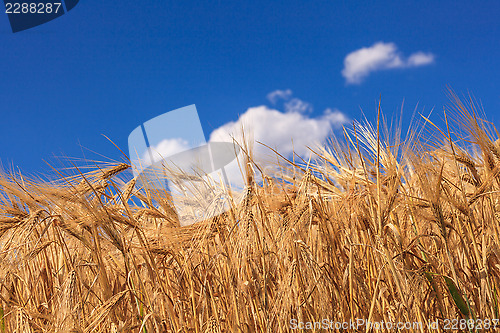 Image of wheat field