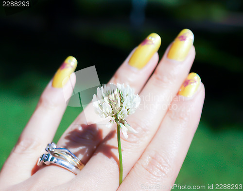 Image of Clover flower