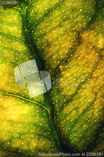 Image of abstract macro close up of a green yellow  leaf 