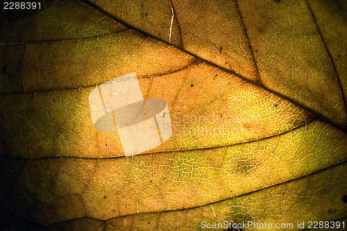 Image of  macro abstract of a green yellow  leaf 