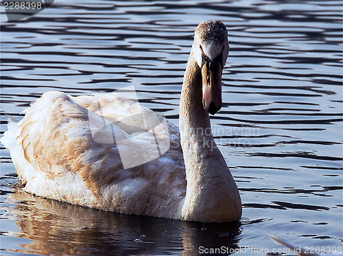 Image of  of little white swan 