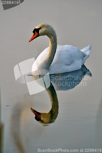 Image of italy reflex front  of little white swan 