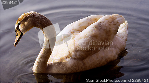 Image of  little swan    black    river