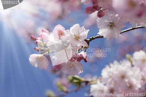 Image of branch of japanese cherry against blue sunny sky