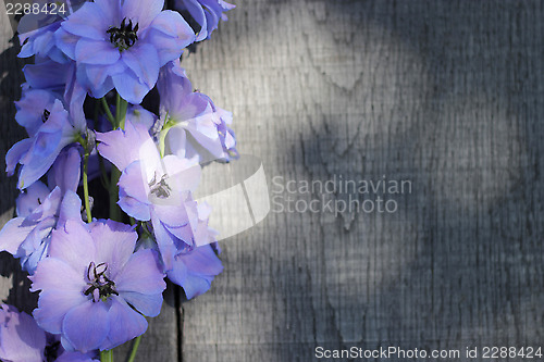 Image of delphinium - larkspur on wooden planks