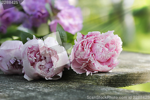 Image of peonies on wooden plank