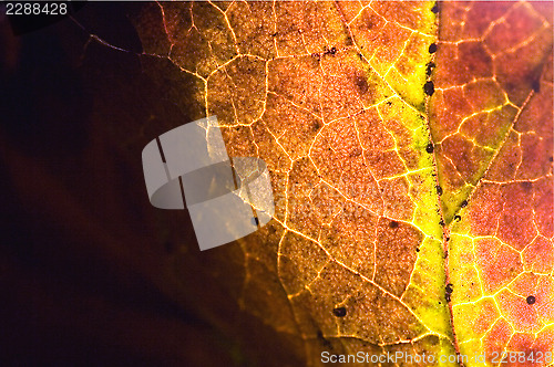 Image of  abstract   black brown 