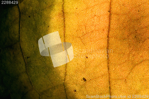 Image of abstract yellow red leaf and his veins