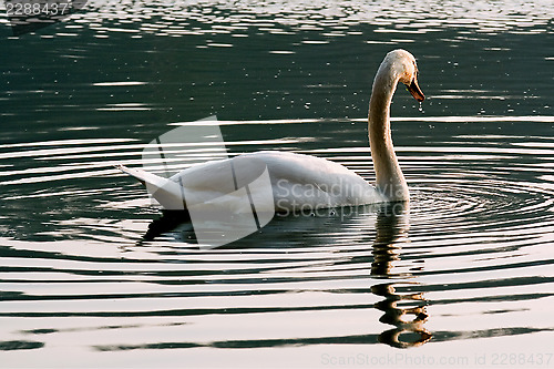 Image of italy green side of little white swan