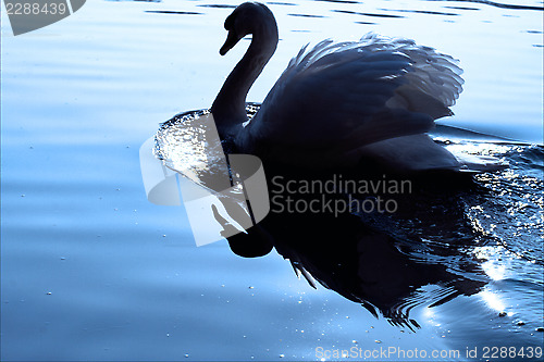 Image of little white swan    black  
