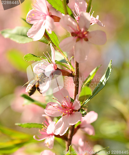 Image of honey bee