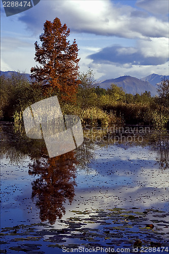 Image of autumn lake and marsh 