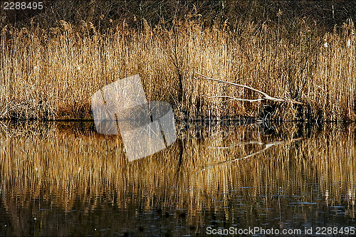 Image of marshy abstract   in the north  