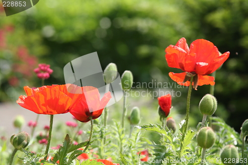 Image of Poppies