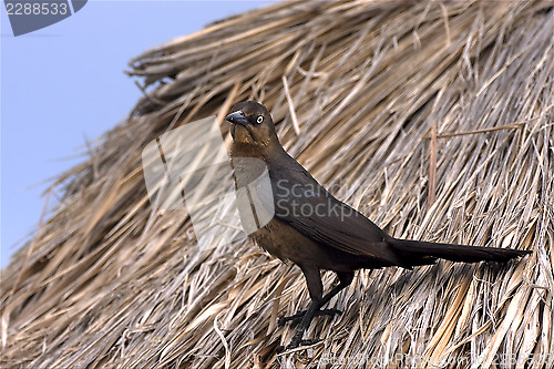 Image of parrow whit gold eye in straw