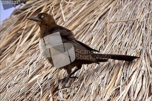 Image of side of brown sparrow