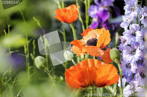 Image of poppies and larkspur