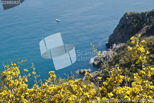 Image of Zingaro Natural Reserve with mimosas