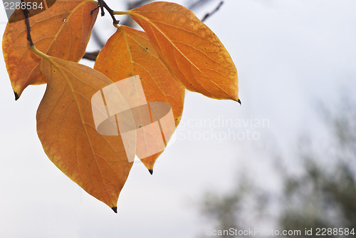 Image of persimmon leaves