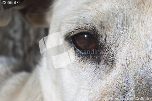 Image of Close-up of the eye dog