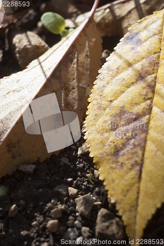 Image of yellow leaves in autumn