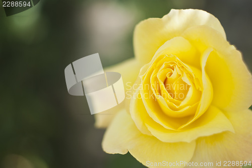 Image of  yellow rose