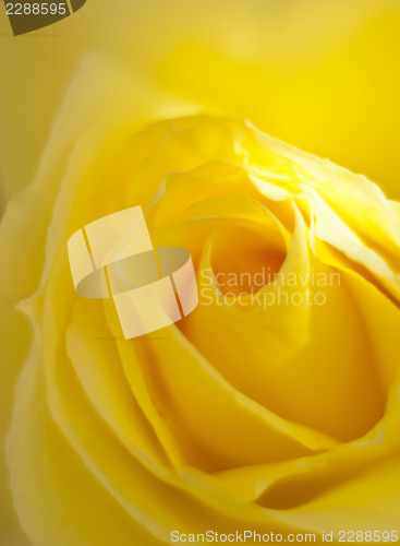 Image of  yellow rose