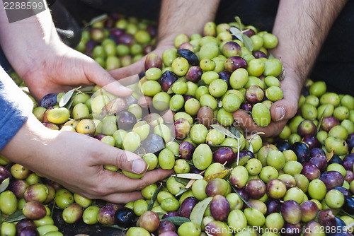 Image of Olives picking in Sicily