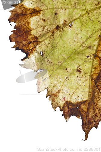 Image of grapevine leaf isolated 