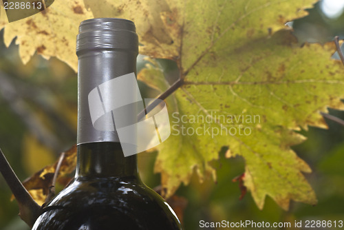 Image of wine bottle and young grapevine leaf