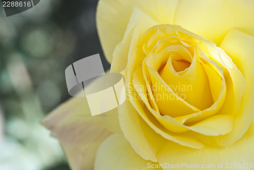 Image of  yellow rose