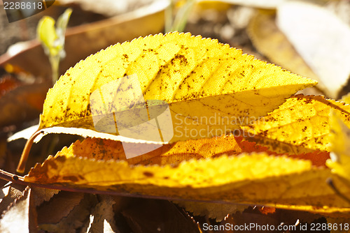 Image of yellow leaves in autumn