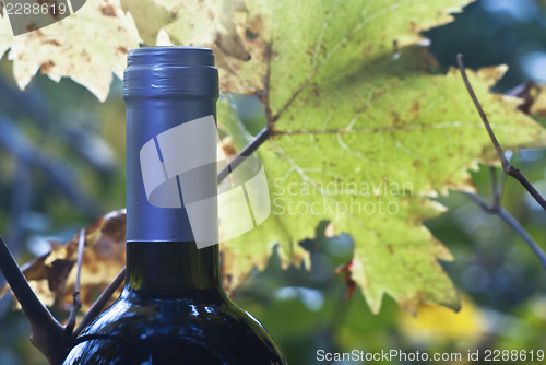 Image of wine bottle and young grapevine leaf