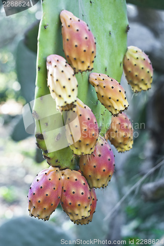 Image of Cactus fruit, prickly pears 