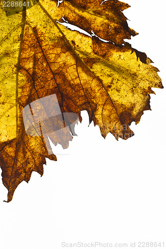 Image of grapevine leaf isolated 
