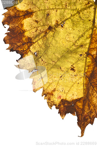 Image of grapevine leaf isolated 