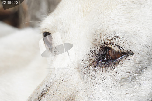 Image of Close-up of the eye dog