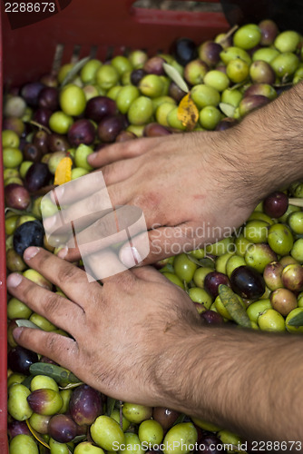 Image of Olives picking in Sicily