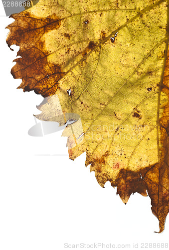 Image of grapevine leaf isolated 