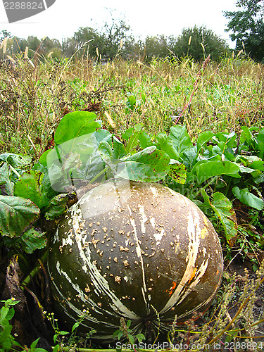 Image of ripe grey pumpkin in kithen garden