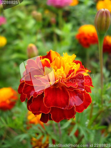 Image of beautiful flower of tagetes
