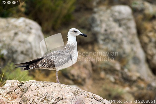 Image of Seagull sitting on the rock