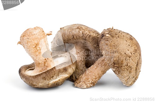 Image of Three fresh shiitake mushrooms