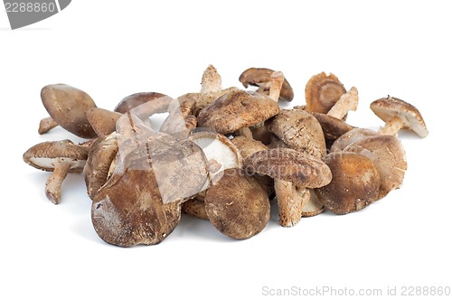 Image of Several fresh shiitake mushrooms