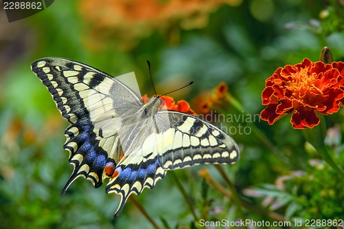 Image of Swallowtail butterfly on the marygold flower