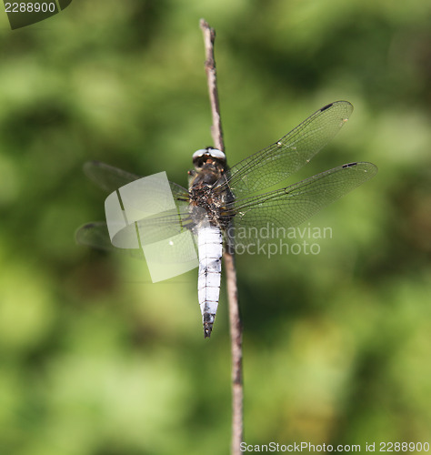 Image of Dragonfly