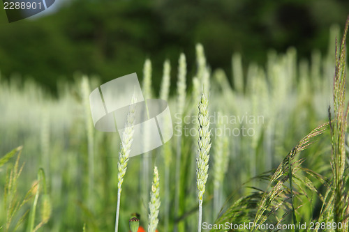 Image of green ears