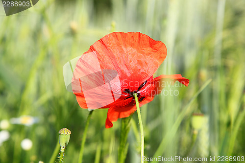 Image of Red flower