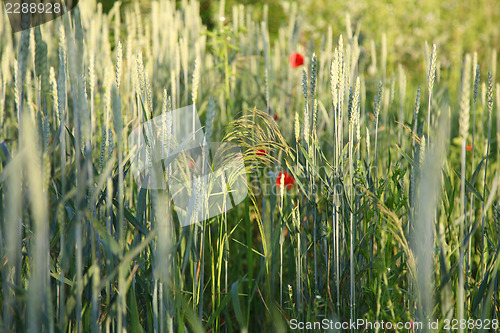 Image of Red flower