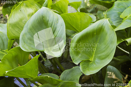 Image of Plants Calla palustris  in June